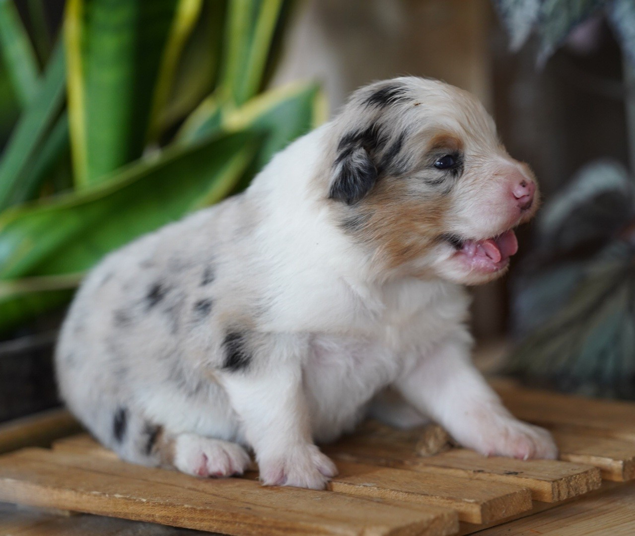 of Fantasia Collies - Chiots disponibles - Berger Australien