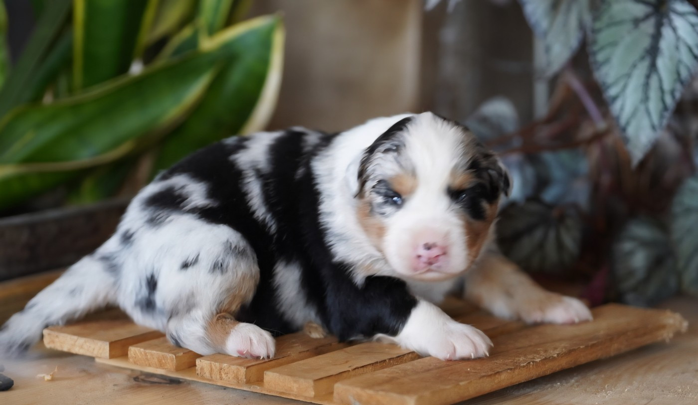 of Fantasia Collies - Chiots disponibles - Berger Australien