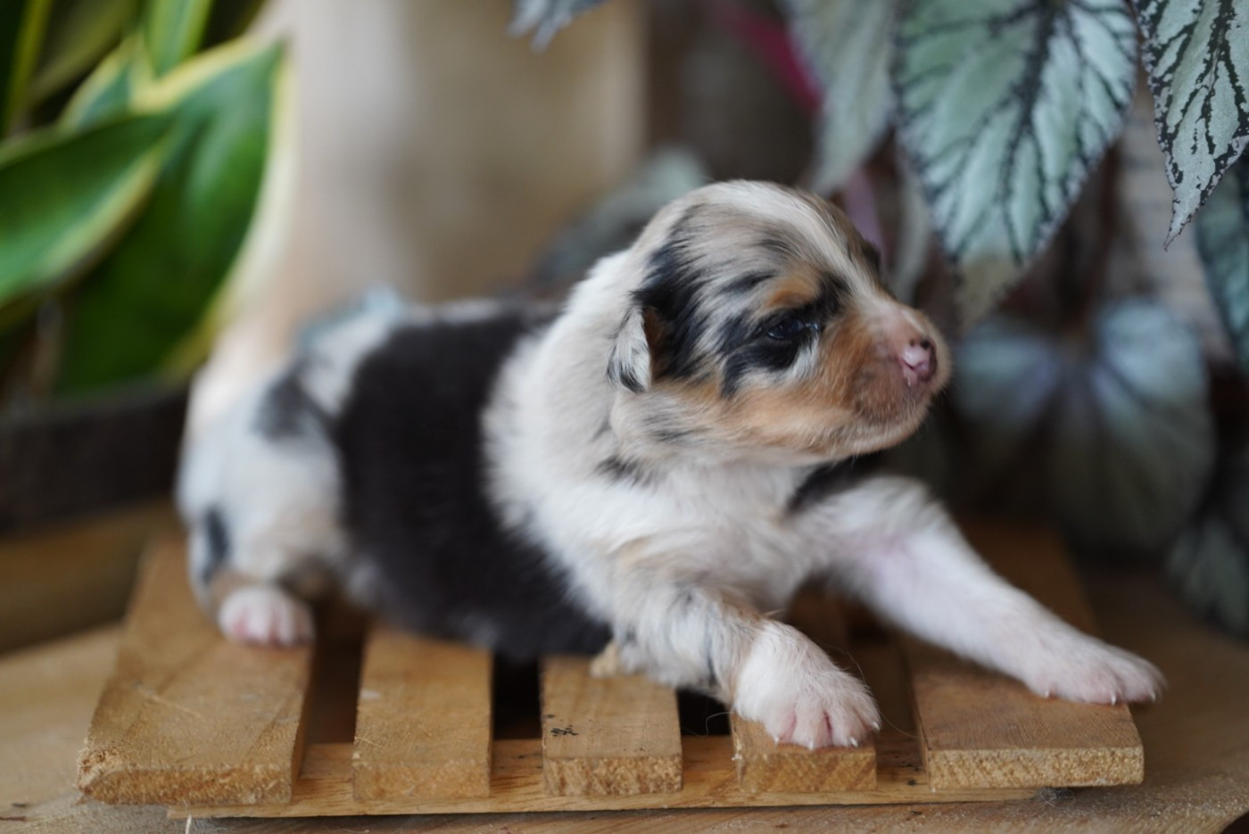 of Fantasia Collies - Chiots disponibles - Berger Australien