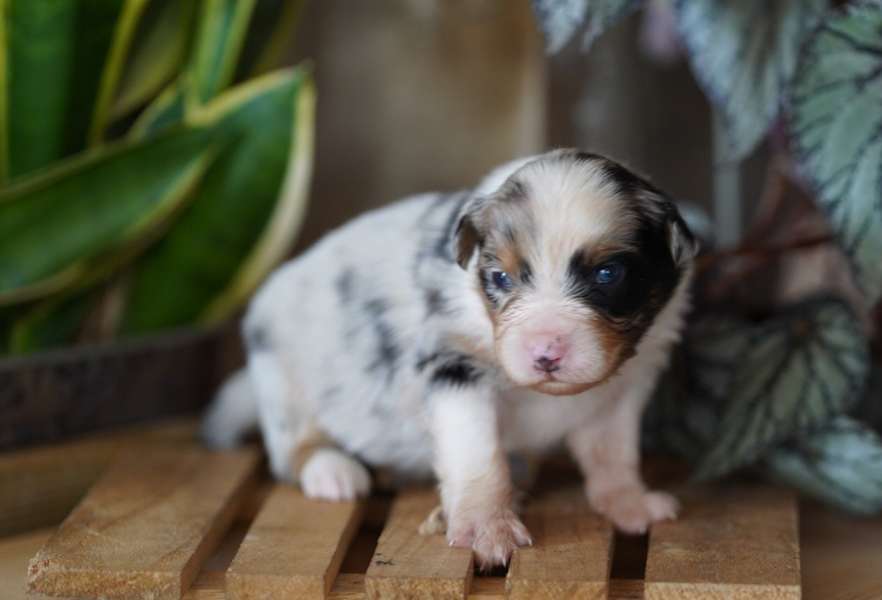 of Fantasia Collies - Chiots disponibles - Berger Australien