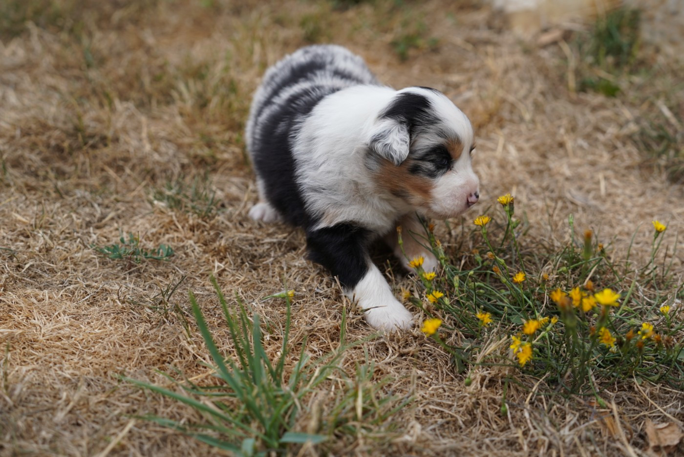 of Fantasia Collies - Chiots disponibles - Berger Australien