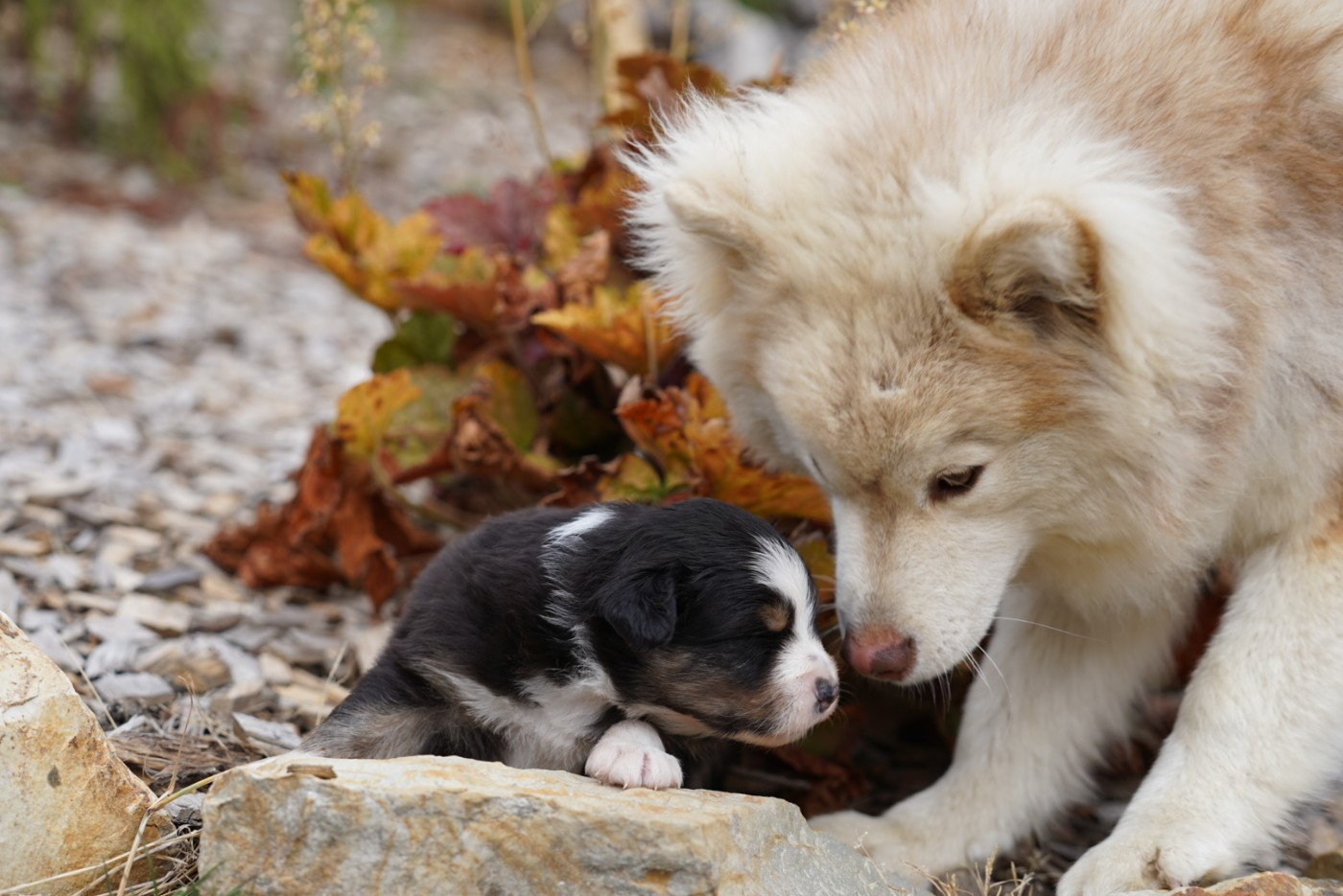 of Fantasia Collies - Chiots disponibles - Berger Australien