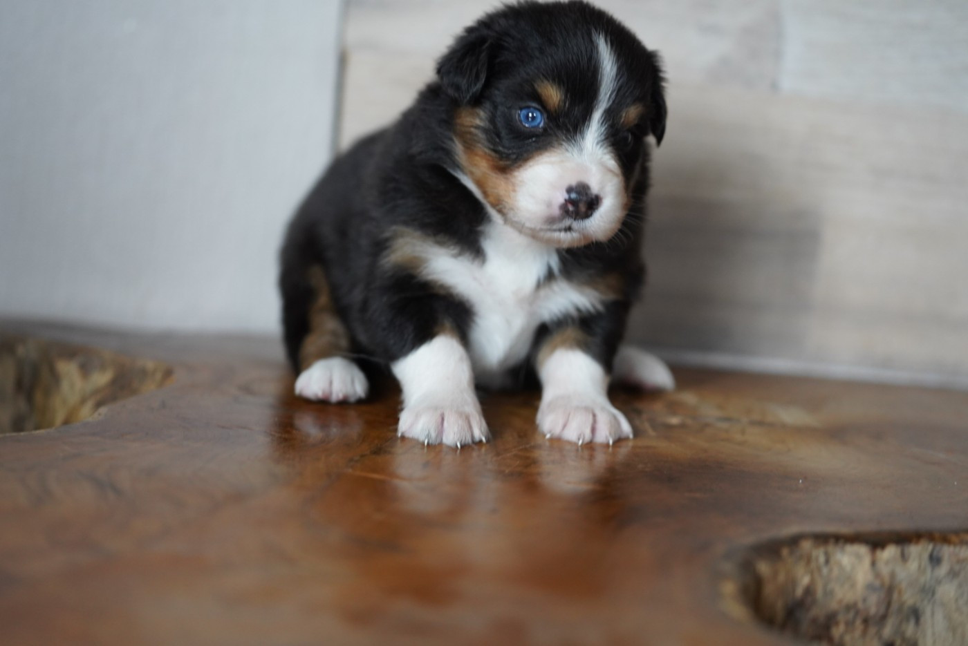 of Fantasia Collies - Chiots disponibles - Berger Australien