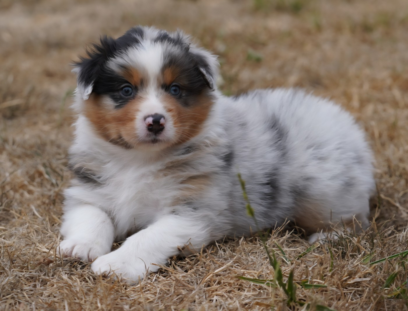 of Fantasia Collies - Chiots disponibles - Berger Australien