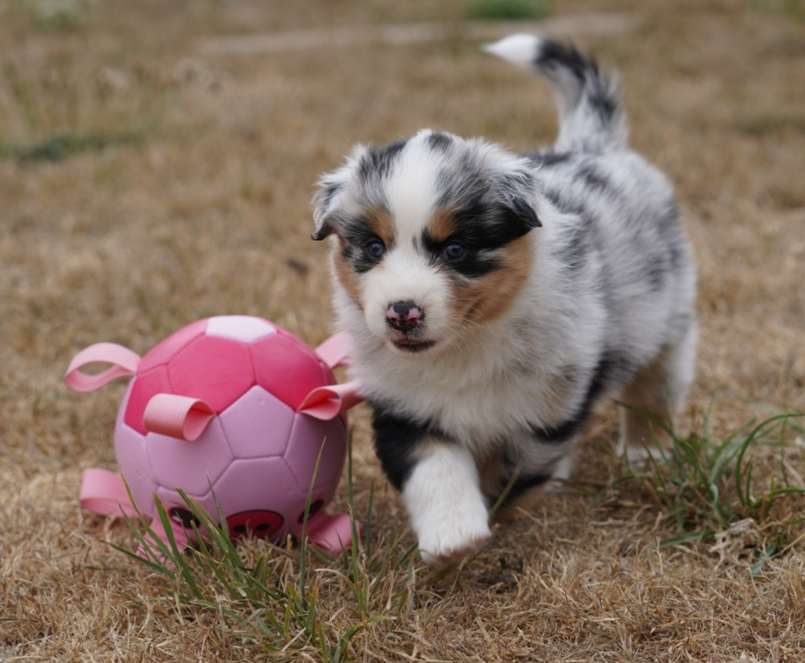 of Fantasia Collies - Chiots disponibles - Berger Australien