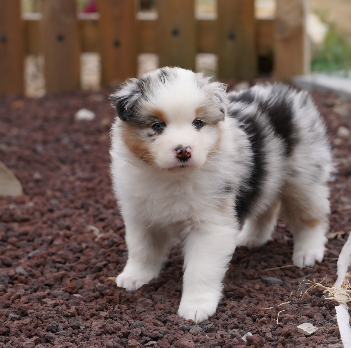 of Fantasia Collies - Chiots disponibles - Berger Australien