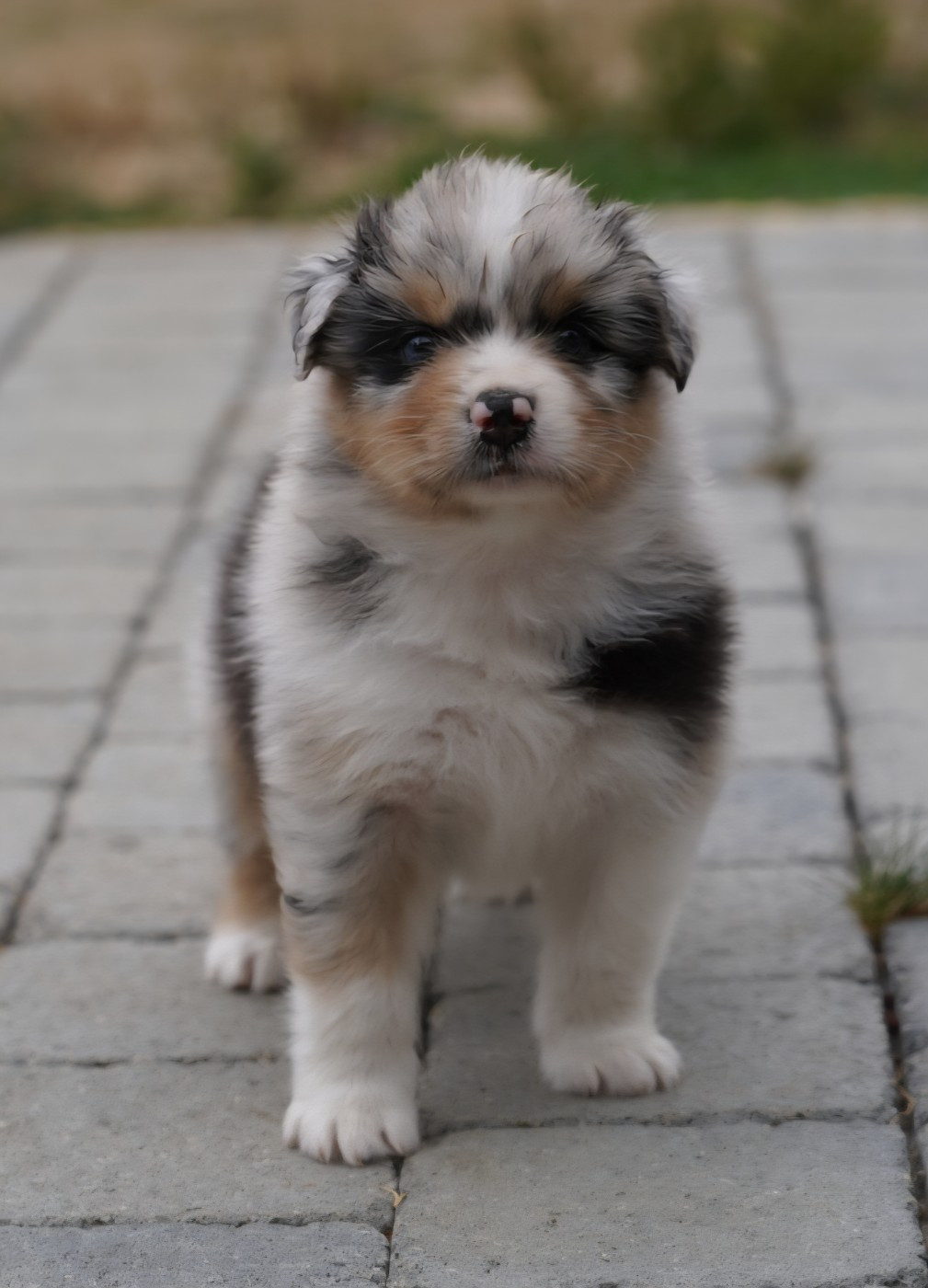 of Fantasia Collies - Chiots disponibles - Berger Australien