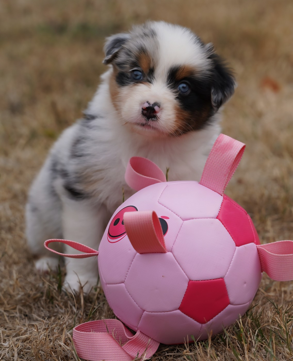 of Fantasia Collies - Chiots disponibles - Berger Australien