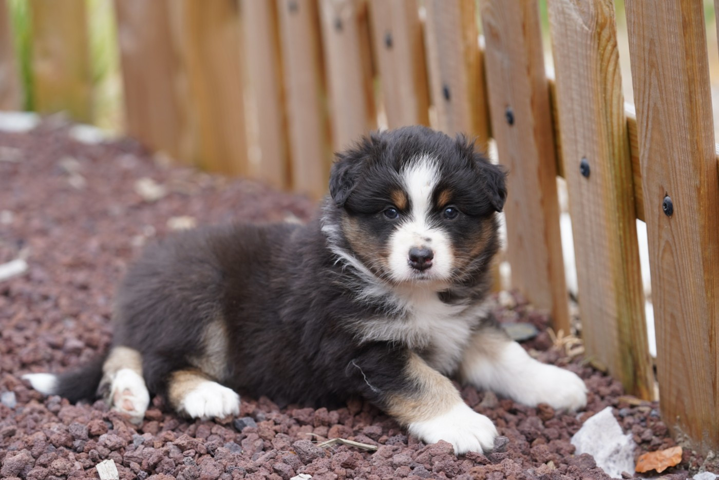 of Fantasia Collies - Chiots disponibles - Berger Australien