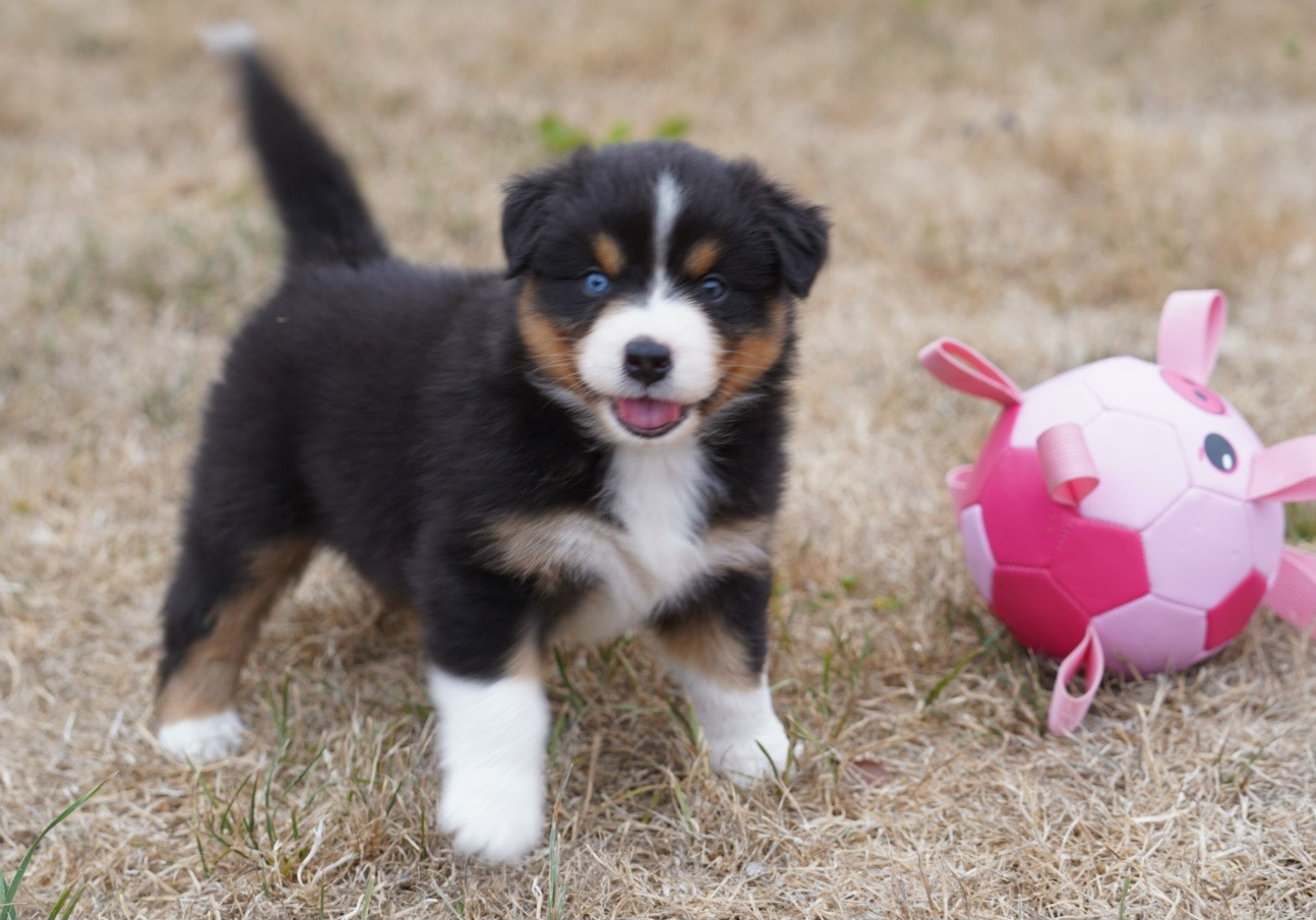 of Fantasia Collies - Chiots disponibles - Berger Australien