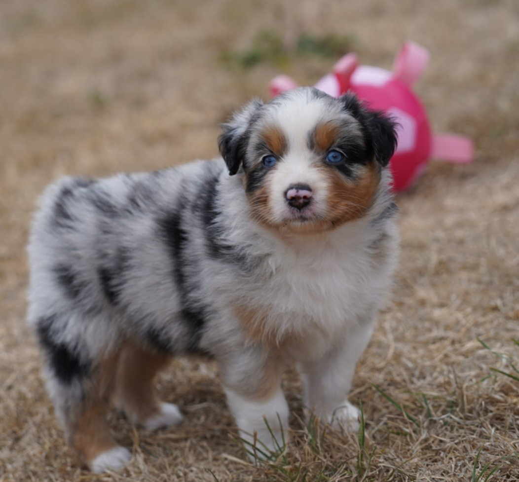 of Fantasia Collies - Chiots disponibles - Berger Australien