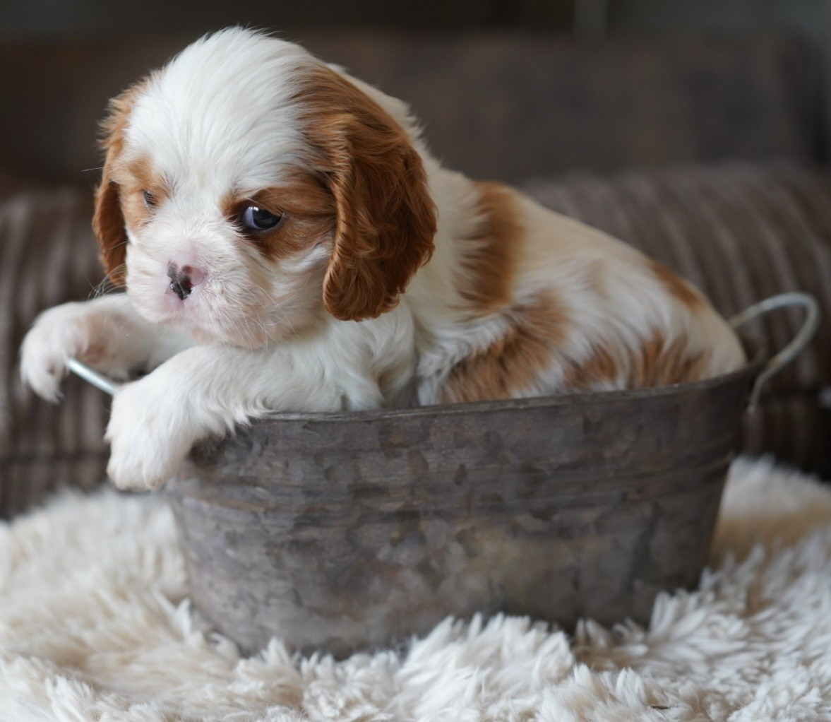of Fantasia Collies - Cavalier King Charles Spaniel - Portée née le 15/07/2026