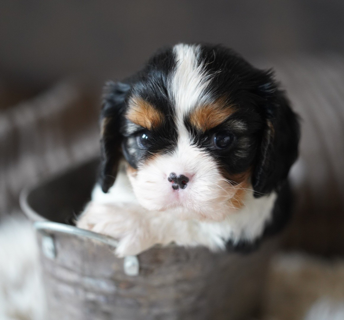 of Fantasia Collies - Chiots disponibles - Cavalier King Charles Spaniel