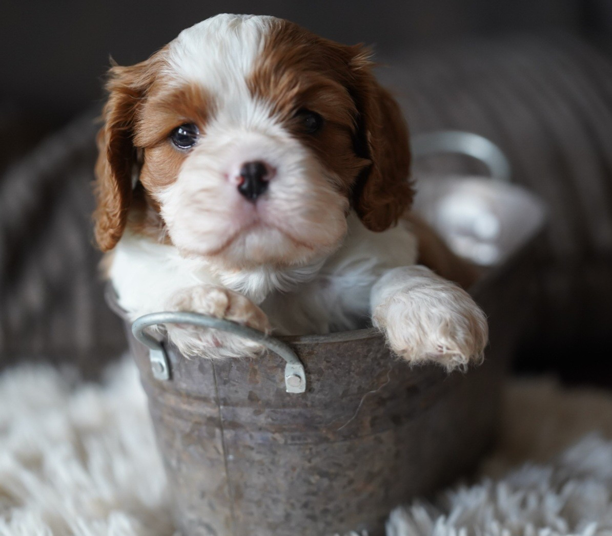 of Fantasia Collies - Chiots disponibles - Cavalier King Charles Spaniel