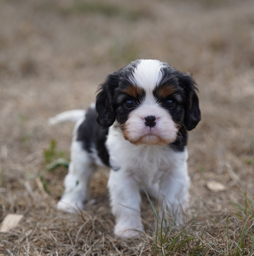 of Fantasia Collies - Chiots disponibles - Cavalier King Charles Spaniel