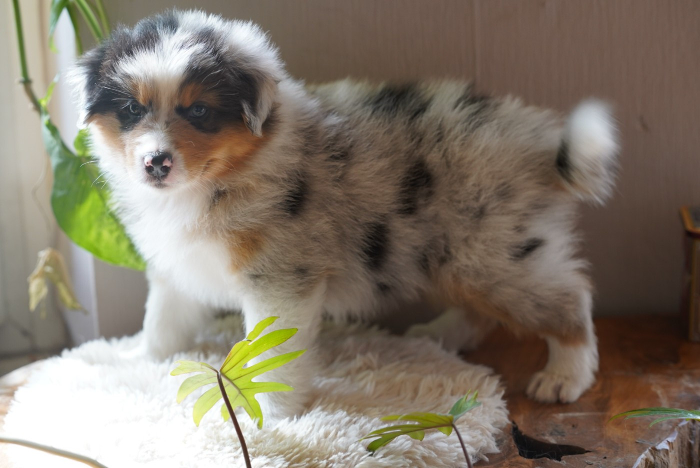 of Fantasia Collies - Chiots disponibles - Berger Australien