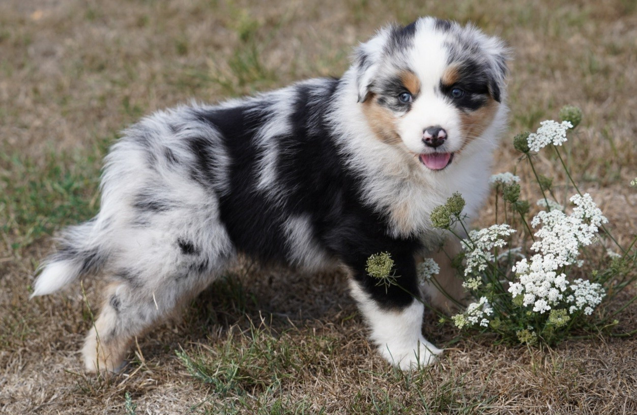 of Fantasia Collies - Chiots disponibles - Berger Australien