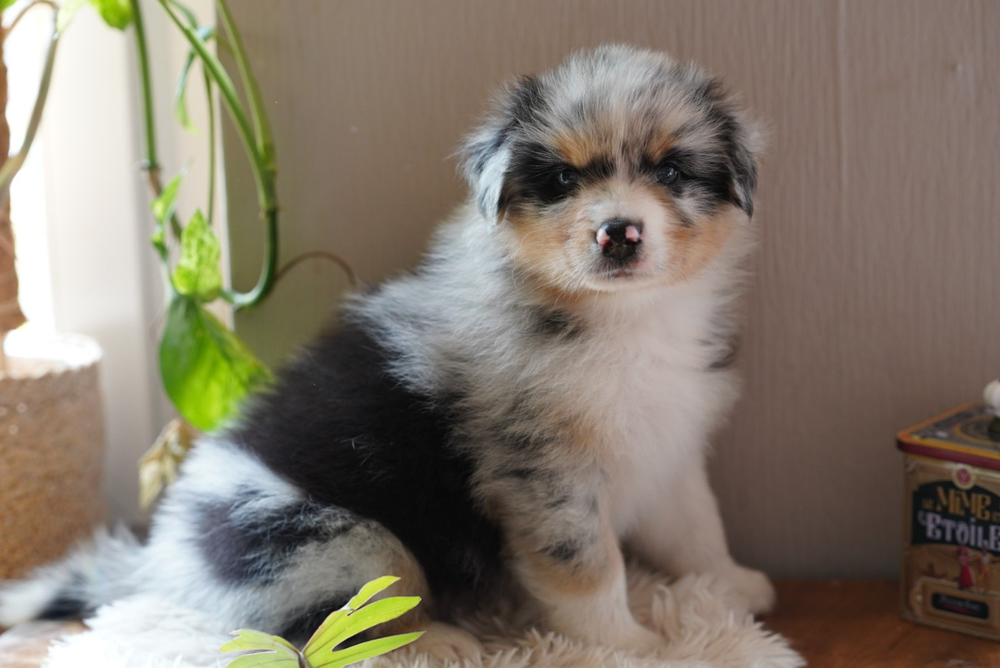 of Fantasia Collies - Chiots disponibles - Berger Australien