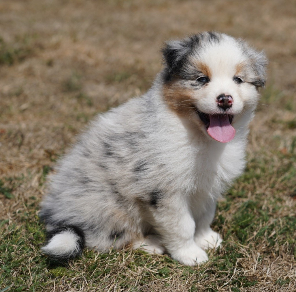 of Fantasia Collies - Chiots disponibles - Berger Australien
