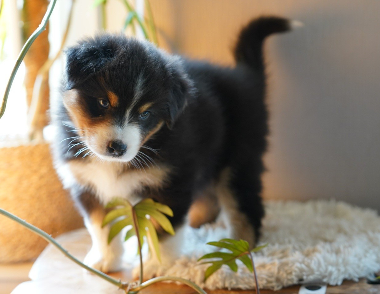 of Fantasia Collies - Chiots disponibles - Berger Australien