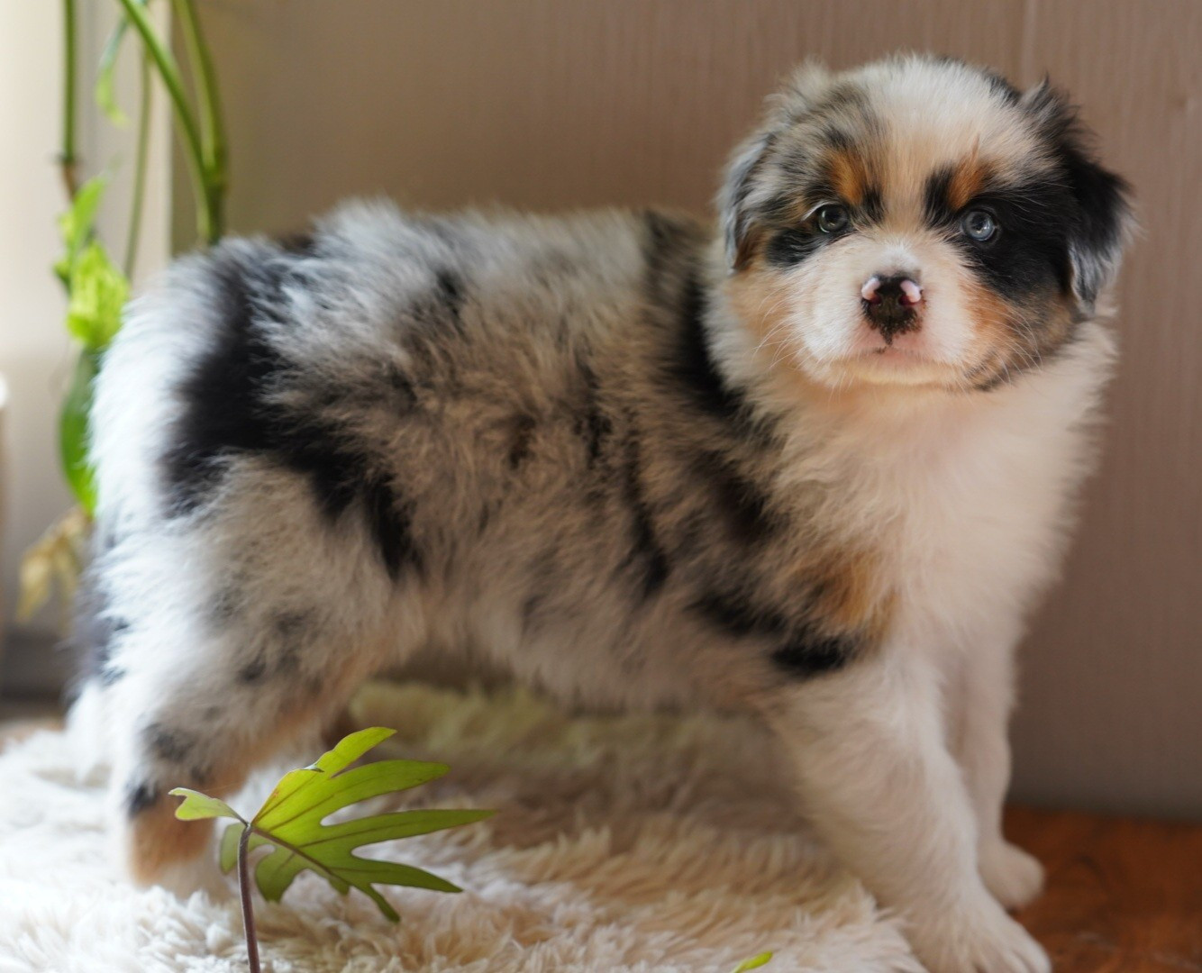 of Fantasia Collies - Chiots disponibles - Berger Australien