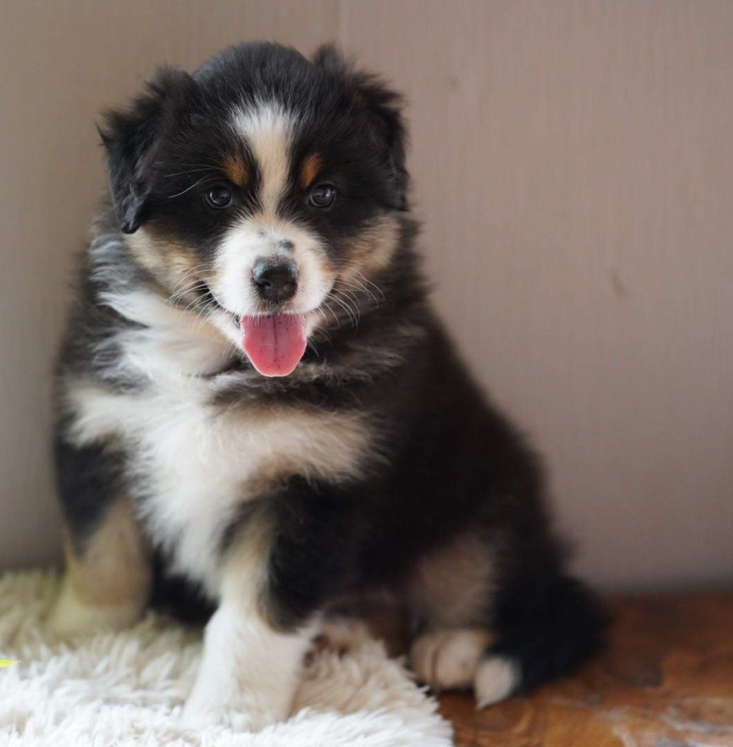 of Fantasia Collies - Chiots disponibles - Berger Australien
