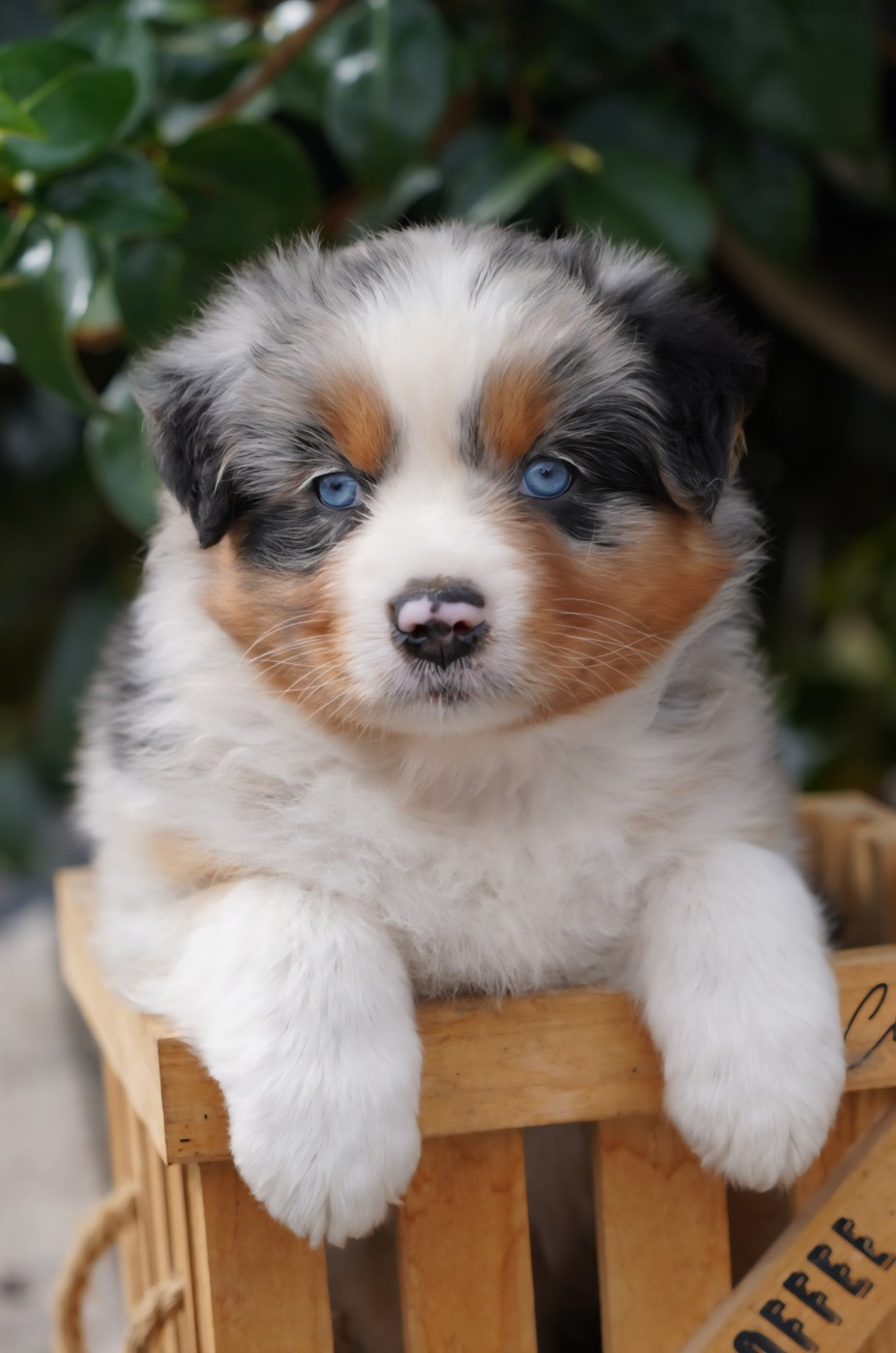 of Fantasia Collies - Chiots disponibles - Berger Australien