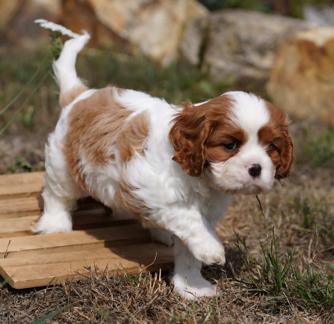 of Fantasia Collies - Chiots disponibles - Cavalier King Charles Spaniel