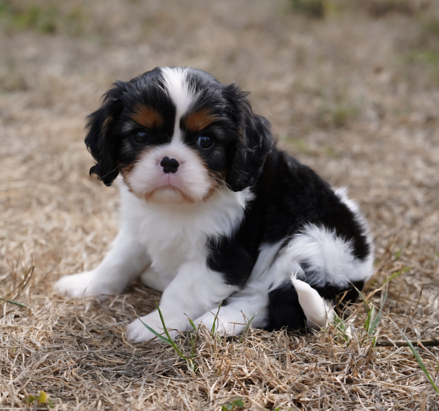 of Fantasia Collies - Chiots disponibles - Cavalier King Charles Spaniel
