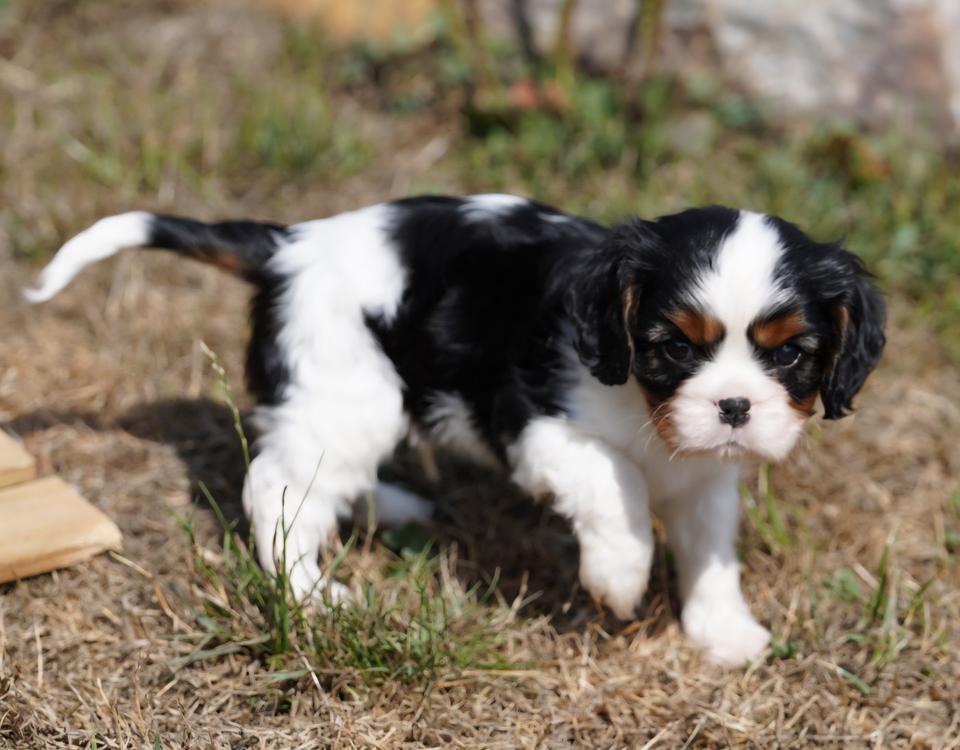 of Fantasia Collies - Chiots disponibles - Cavalier King Charles Spaniel