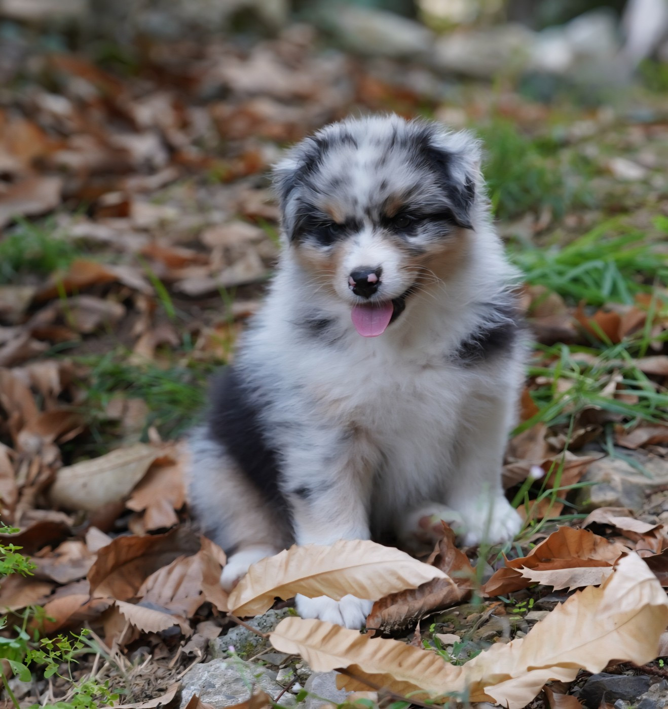 of Fantasia Collies - Chiots disponibles - Berger Australien