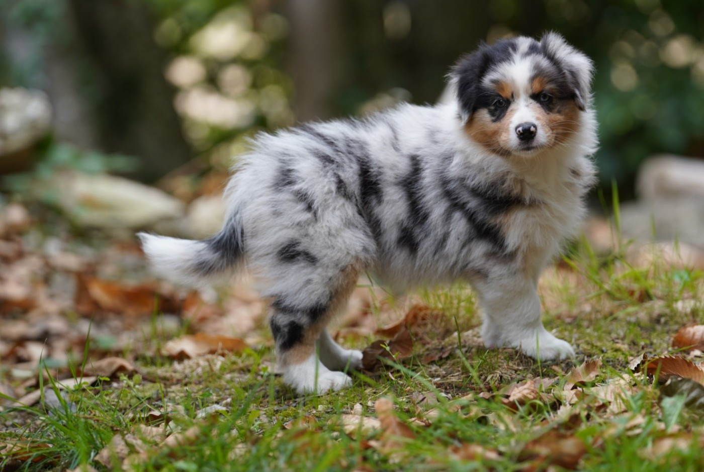 of Fantasia Collies - Chiots disponibles - Berger Australien