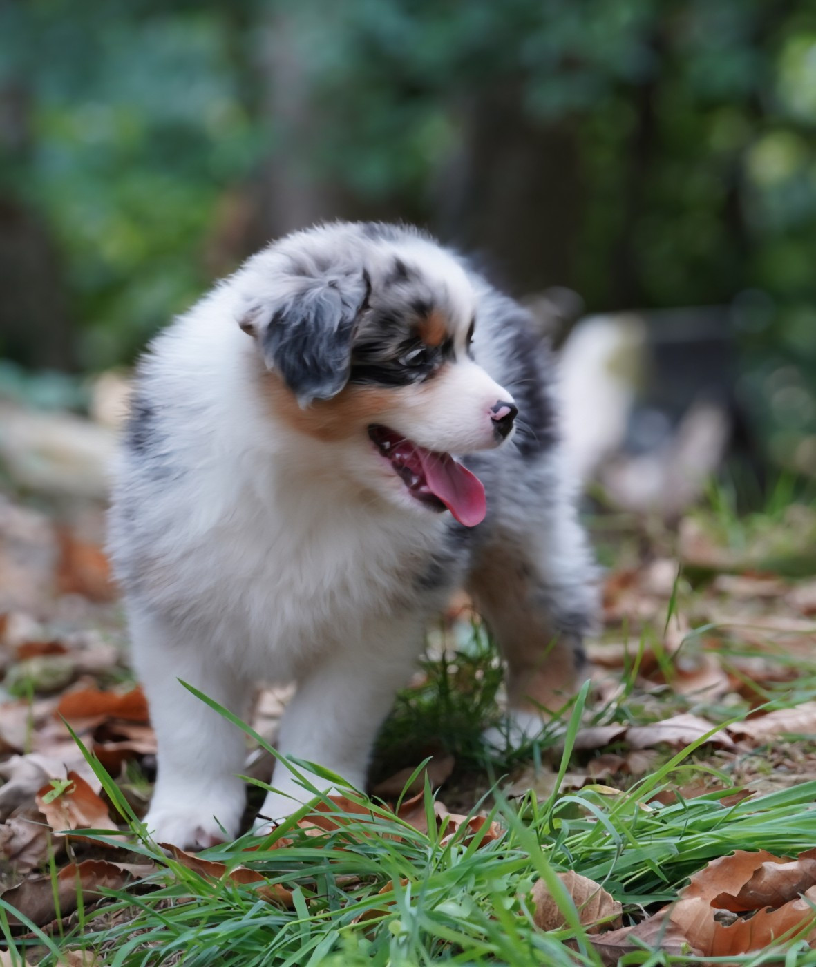 of Fantasia Collies - Chiots disponibles - Berger Australien