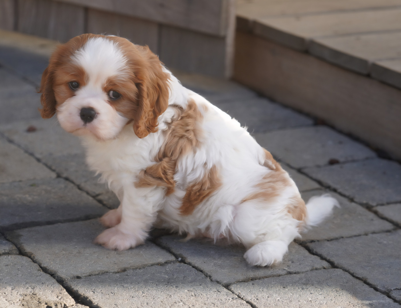 of Fantasia Collies - Chiots disponibles - Cavalier King Charles Spaniel