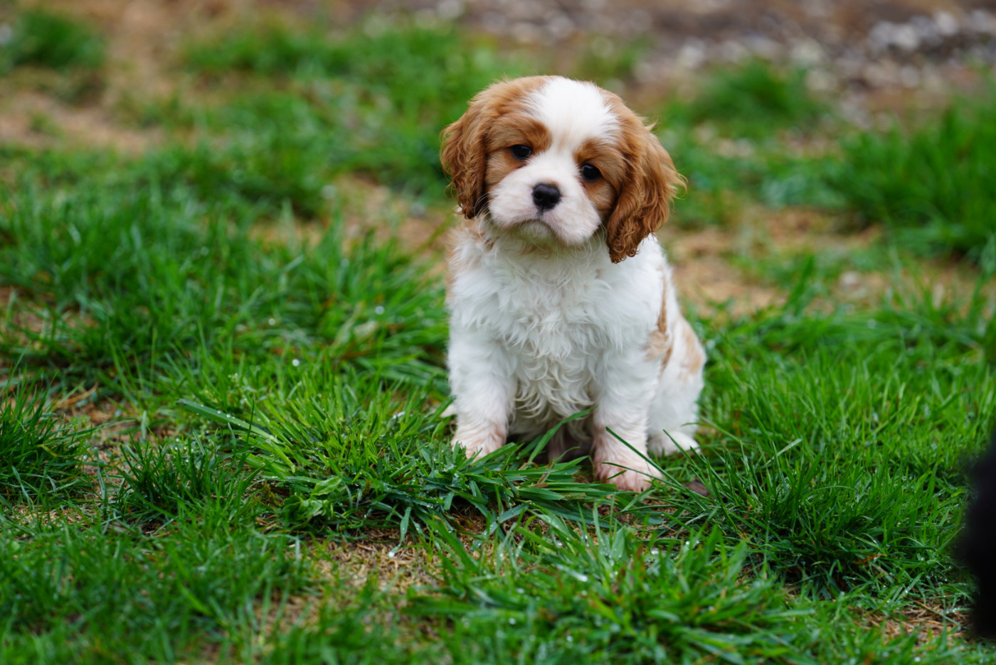 of Fantasia Collies - Chiots disponibles - Cavalier King Charles Spaniel