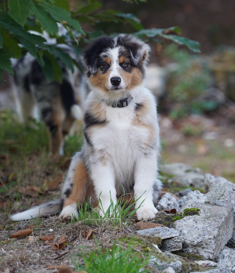 of Fantasia Collies - Chiots disponibles - Berger Australien