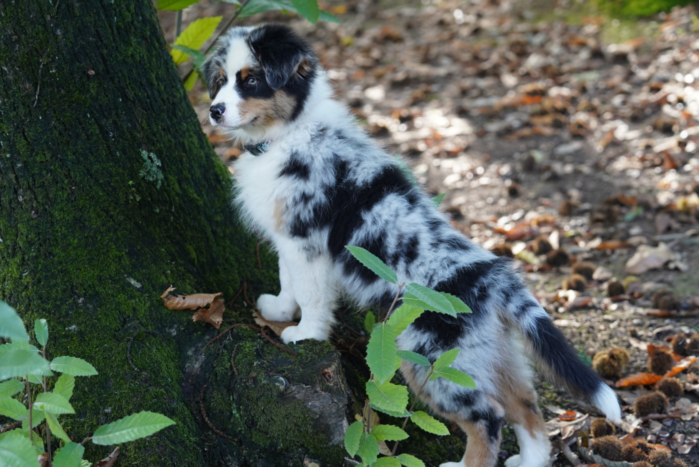 of Fantasia Collies - Chiots disponibles - Berger Australien