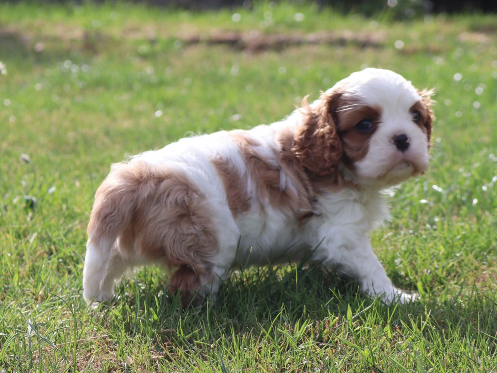 of Fantasia Collies - Chiots disponibles - Cavalier King Charles Spaniel