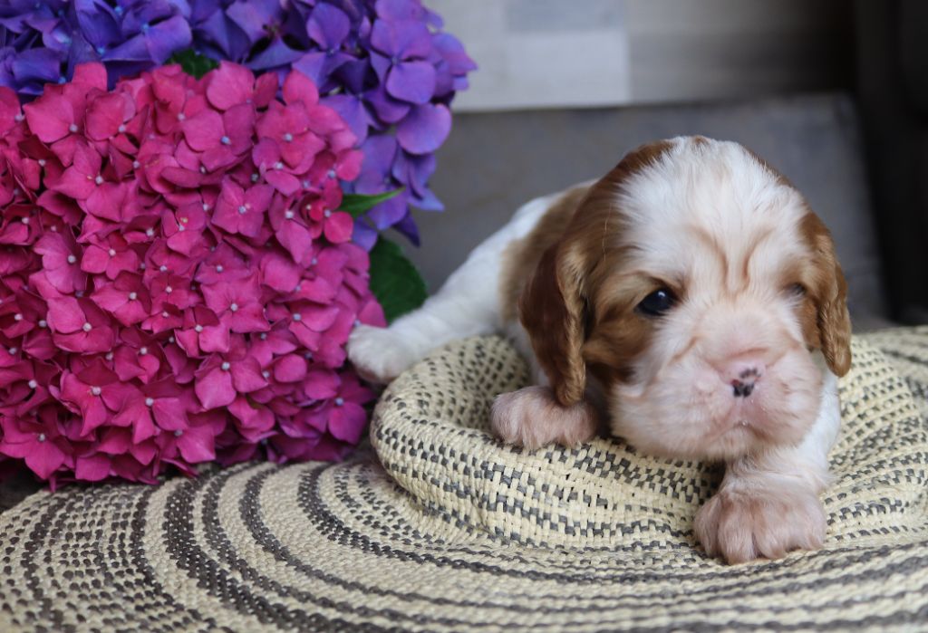 of Fantasia Collies - Chiots disponibles - Cavalier King Charles Spaniel