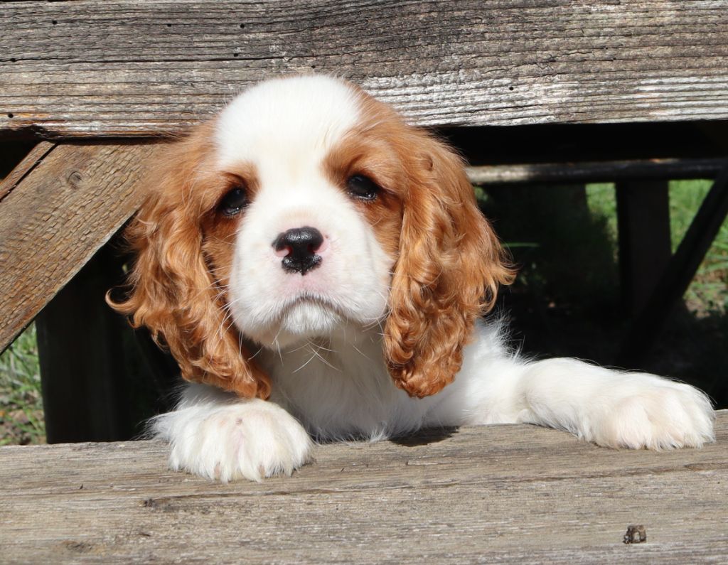 of Fantasia Collies - Chiots disponibles - Cavalier King Charles Spaniel