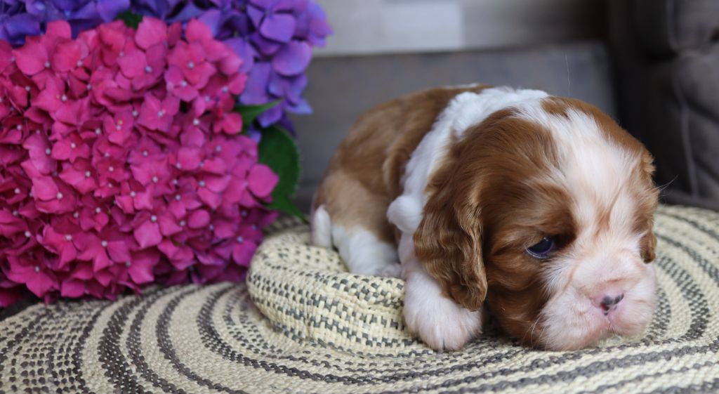 of Fantasia Collies - Chiots disponibles - Cavalier King Charles Spaniel
