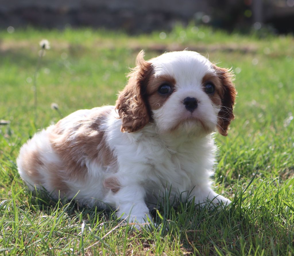 of Fantasia Collies - Chiots disponibles - Cavalier King Charles Spaniel