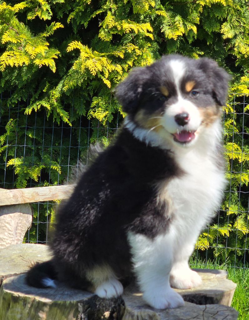 of Fantasia Collies - Berger Australien - Portée née le 15/02/2024