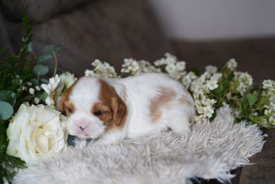 Chiot N°3