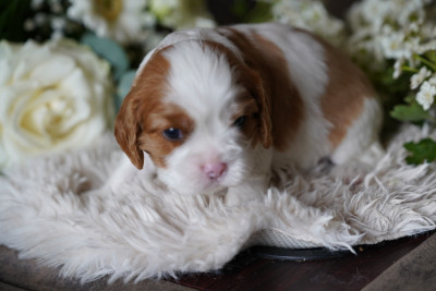 Chiot N°4