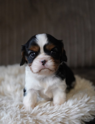 Chiot N°2