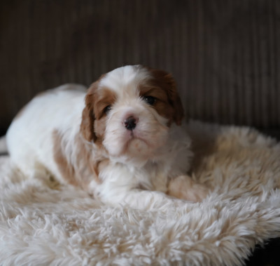 Chiot N°3