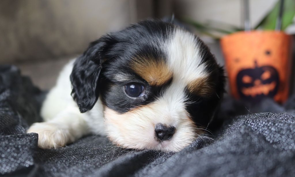 of Fantasia Collies - Cavalier King Charles Spaniel - Portée née le 02/10/2024