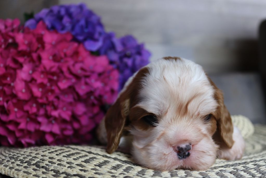 of Fantasia Collies - Chiots disponibles - Cavalier King Charles Spaniel