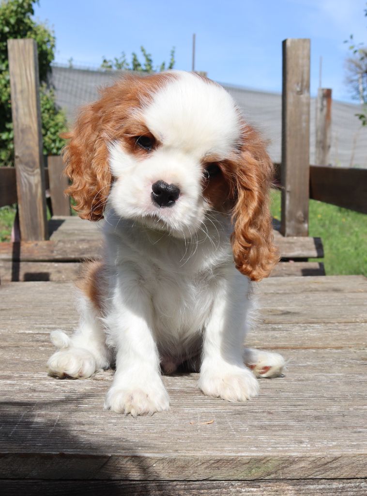 of Fantasia Collies - Chiots disponibles - Cavalier King Charles Spaniel